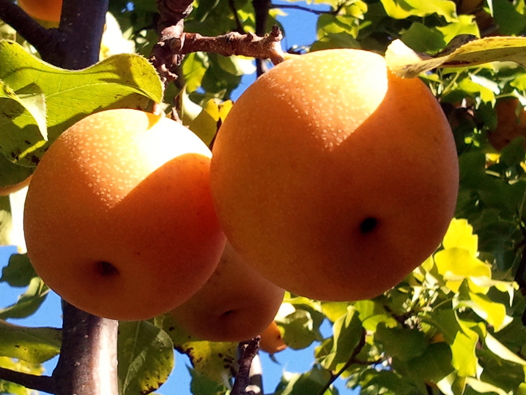 iggymogo:  korean pears growing in a farm somewhere in illinois. so sweet, so delicious.