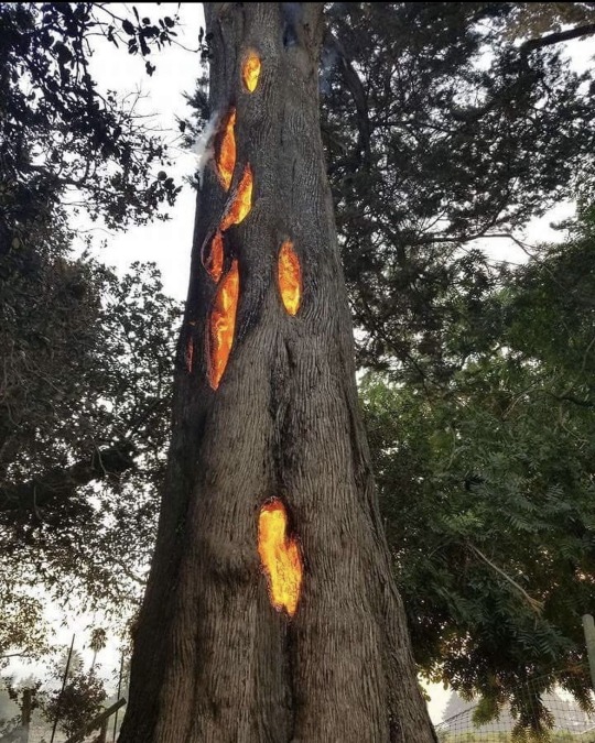 zegalba:Trees which have been struck by lightning