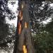 zegalba:Trees which have been struck by lightning
