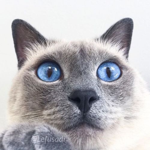 I need a boop…. can you help me?. . . . . . ✨ . #siamese #siamesecat #siamesecatofinstagram