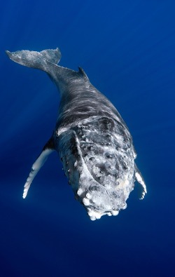 v0lt0rb:  humpback whale | Jon Cornforth