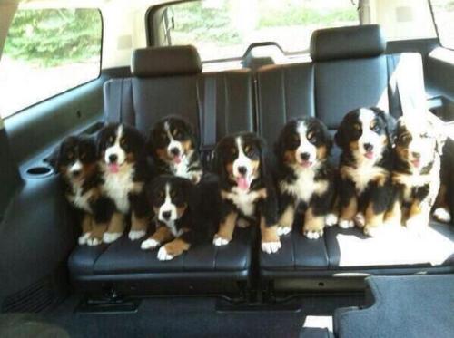 awwww-cute:  Babe, I couldn’t pick just one 