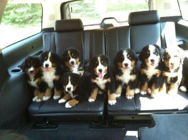 awwww-cute:  Sorry Babe, I couldn’t just pick one… (Source: http://ift.tt/298eBE8)