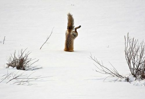 lifeinouterspace:  gwendabond:  best-of-memes:  Love foxes  They’re just so strange. (Not behemoth-depths strange, but strange nonetheless.)   hahaha the last one. *plop*