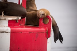 montereybayaquarium:    How do sea lions get up on docks, rocks and buoys? These fast and acrobatic swimmers are also good at leaping distances, which helps them secure a nice dry spot to take a snooze.