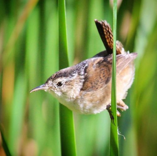 Marsh Wren #marshwren #wren #mashpee #capecod #birds #birding #birdwatching #birdsofinstagram #birds