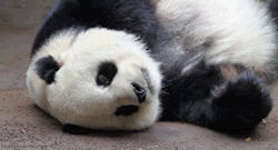 just an adorable panda
