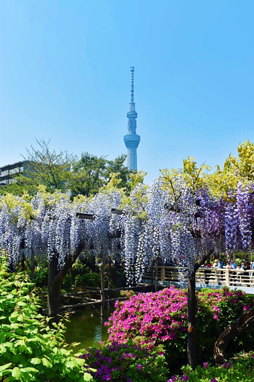 tokyogems wisteria festival at kameido tenjin shrine! with the skytree