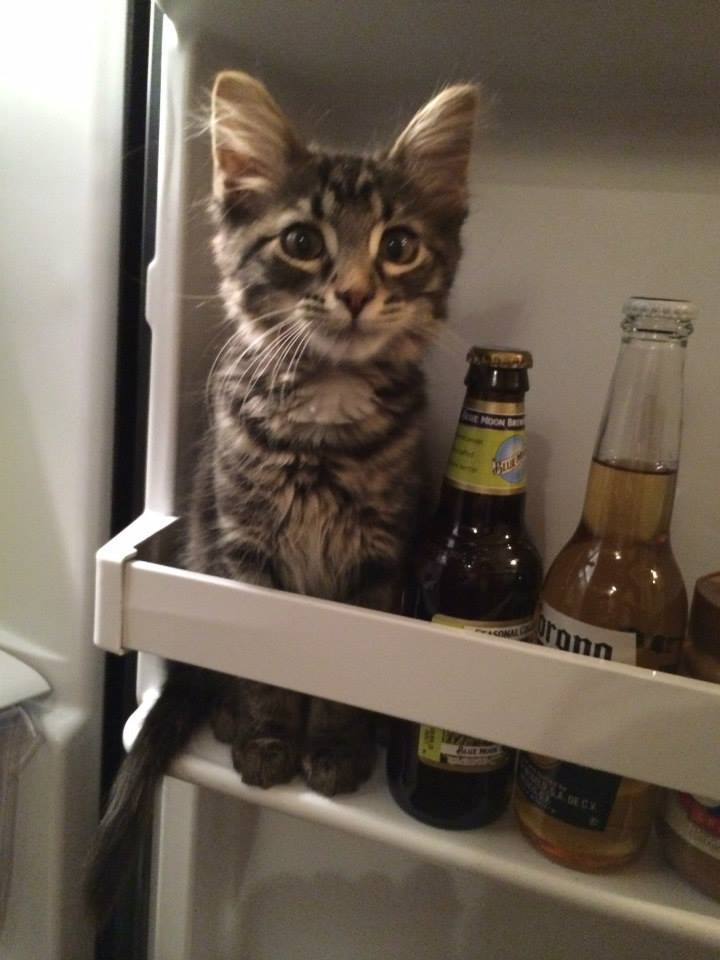eros-addict:  awwww-cute:  Refrigerate your kittens after opening  Bartender???!