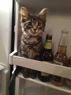 Eros-Addict:  Awwww-Cute:  Refrigerate Your Kittens After Opening  Bartender???!