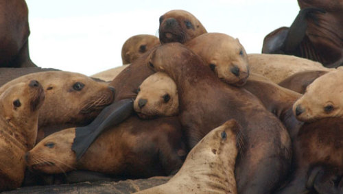 mothernaturenetwork: Sea lion species removed from endangered species list Eastern Steller sea lion 