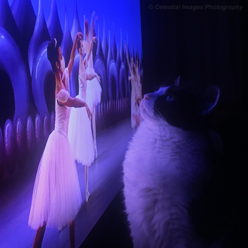 Watching The Nutcracker with May.  She started paying attention when the Mouse King appeared.