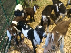 jellynotjam:  We visited the goats last night while at the fair. One was particularly interested in some attention. :)   He looks so happy, like hes saying, &ldquo;Awe, hello humans, with your circular pupals and your two legs and your fingers&rdquo;.