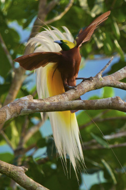 Flamboyant Flyboy (The Lesser Bird-Of-Paradise, Native Of The Forests Of Northern