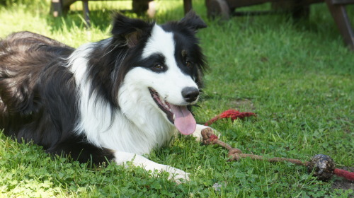 panchovypaste:  Jack the Australian shepherd turns 1 on Jul 26th. Congrats buddy! 