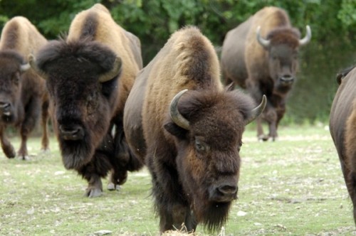 A maybe workable fuck-ton of bison anatomy references. Someone I knew a while back once commented on