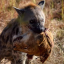 grizzlysaurio