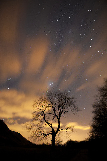 krasn0v:  Ash Tree at Night by Nick Landells on Flickr.