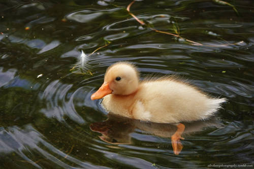 Mallard Ducklings