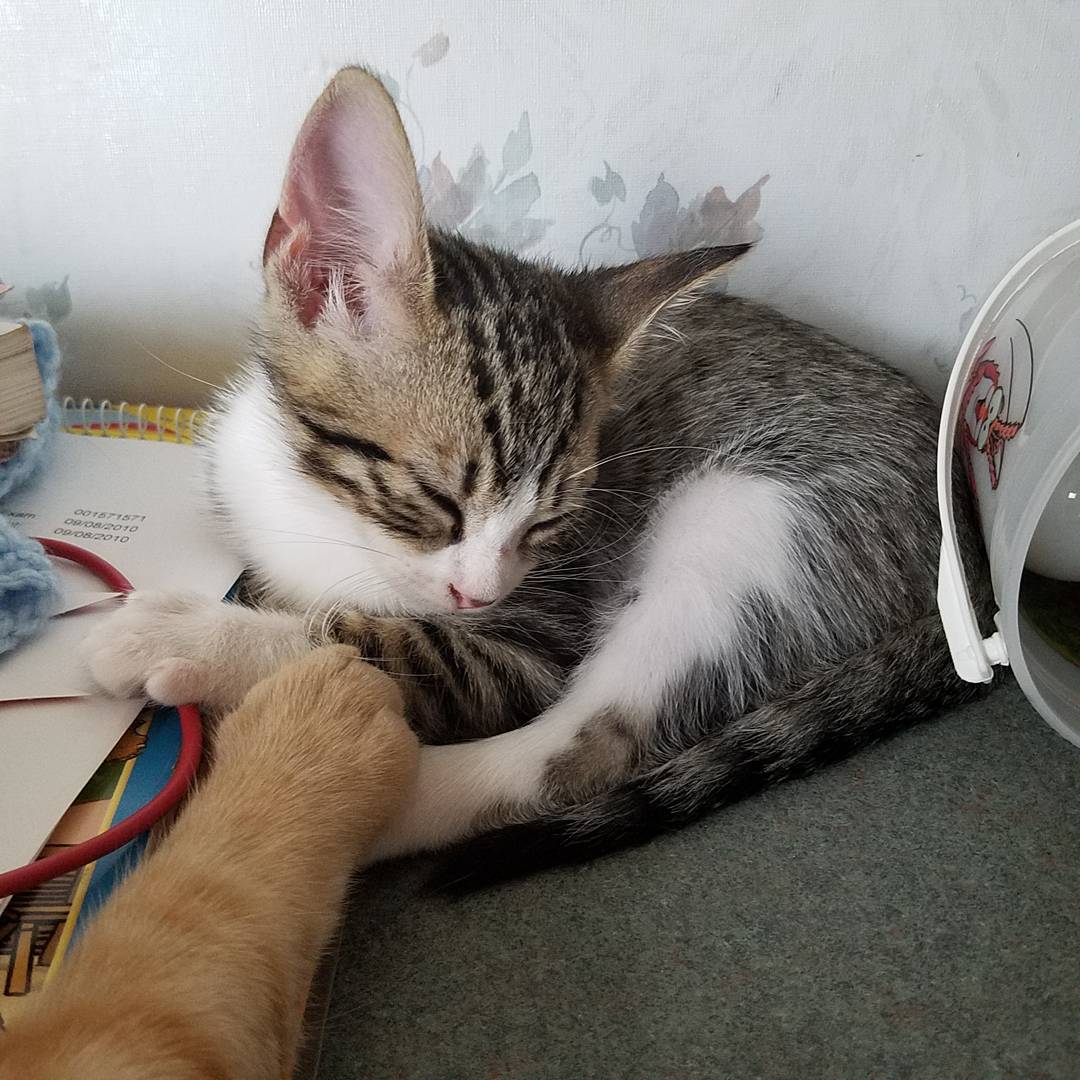 Cutie alert. #rescue #kitten #meowmeow #catnap