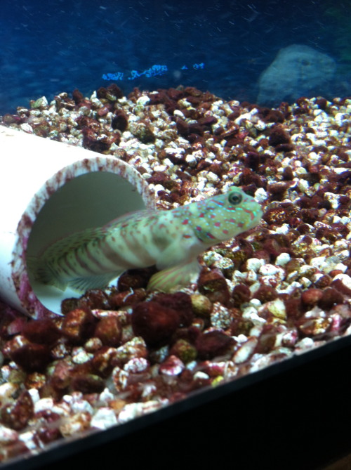 What a nice little crazy colored long thin fish coming out of his pvc pipe.