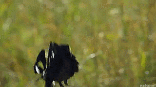 thenatsdorf:Male widowbirds jumping for female attention. [full video]