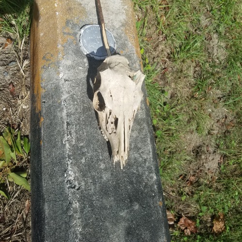 Found A Random Skull Just Sitting There