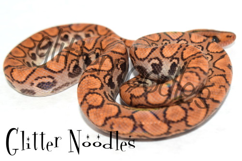 Heimdallr my new Hypo Brazilian Rainbow Boa glitter noodle from Dave of Rainbows-R-Us Reptiles! *:･ﾟ