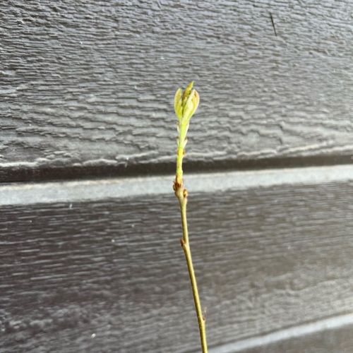 My Gambel Oak survived the winter!  #Science #Biology #Utah #Botany #Plant #Plants #Nature #Tree #Tr