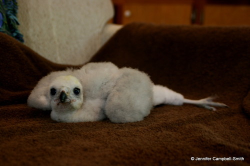 This is my friend&rsquo;s new baby (eyass) northern goshawk (Accipiter gentilis).  He is a 