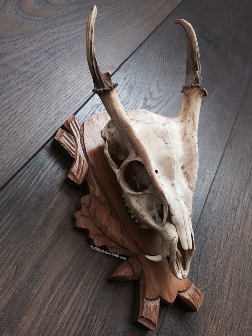 roadkillandcrows:Vintage muntjac skull. Look at it’s fangs!