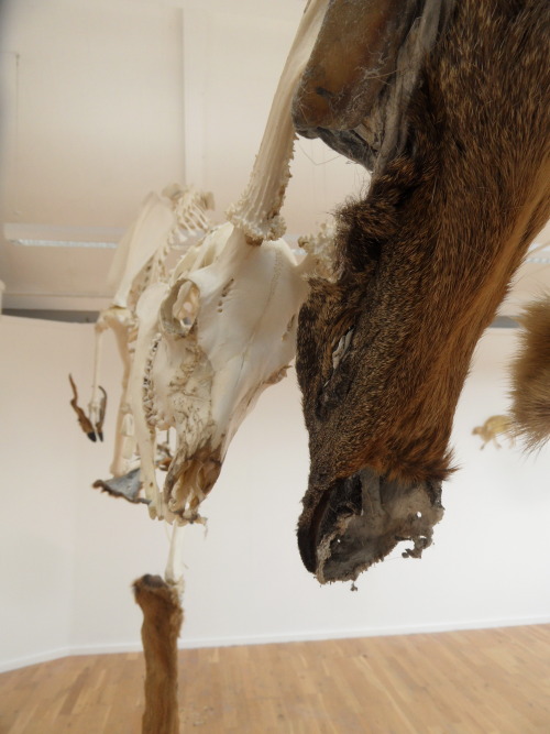 ridraw:‘Anthropocene’ Rebekah Irving2014 - PresentMedia: Male Red Fox (Vulpes vulpes) skeleton/skin,
