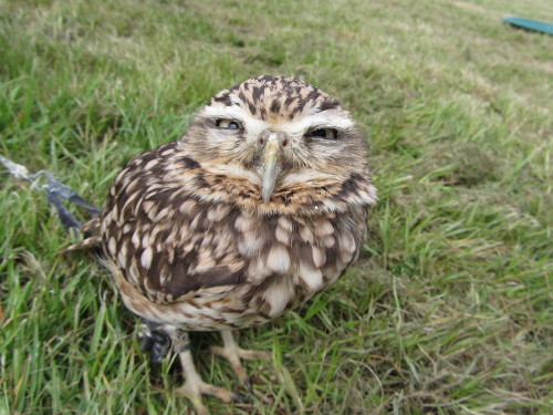 Meet Dobby! Yet another new bird, this is a burrowing owl