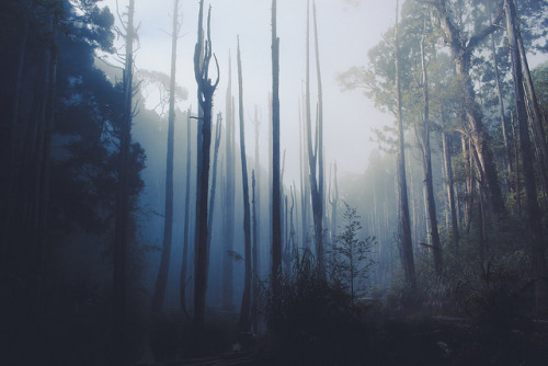 melepeta:  Final Summary by SamAlive on Flickr.