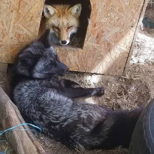 everythingfox: Fox 1: I told you to stop coming hereFox 2: pls..