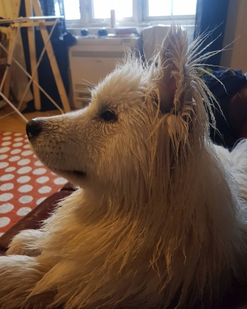 Wet Dog . . . . #samoyedsmile #sammysmile #wetdog #wetsamoyed #samoyedpuppy #samoyed #samojed #bathtime
