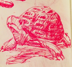 Jimjamswan:  Turtle! 
