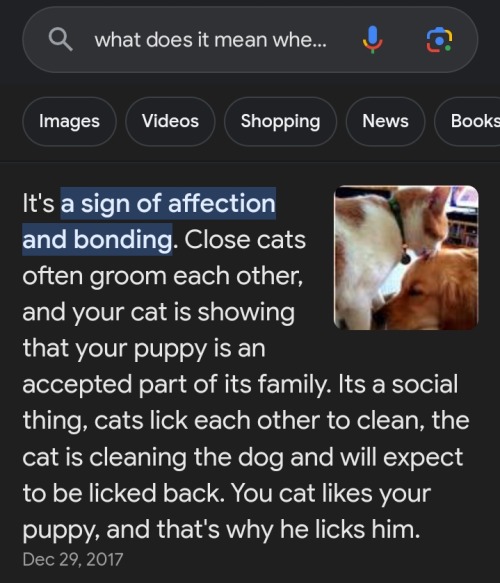 This What Cats Do If They Lick Dogs