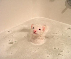 thelifeofmyferrets:emopeacock:Can ferrets in a bathtub be a thing because I’m crying tears of ferret