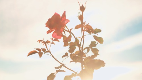 The Time When The Garden Turns Golden