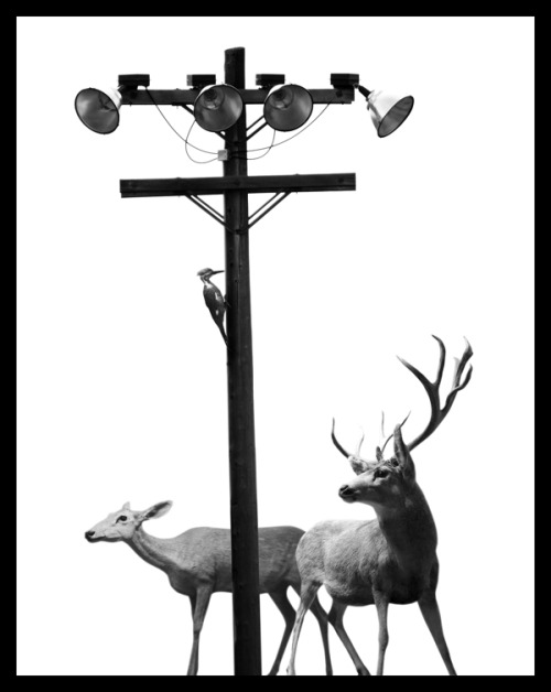 ianbrooks:  Migration by Nick Pedersen It’s really only a matter of time before animals retake the land we stole from them. They’re probably just bidding their time, waiting, and pretending not be capable of organizing and strategizing against us.