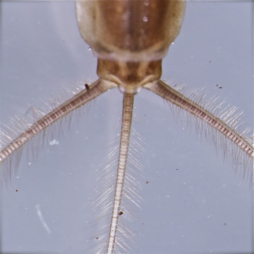 Ephemeroptera, Ephemeridae, Litobrancha Trucka Brook, Essex Co., NY These burrowing mayflies ar