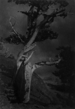 chaosophia218:Anne W. Brigman - The Dying Cedar (1903), Soul of the Blasted Pine (1907).
