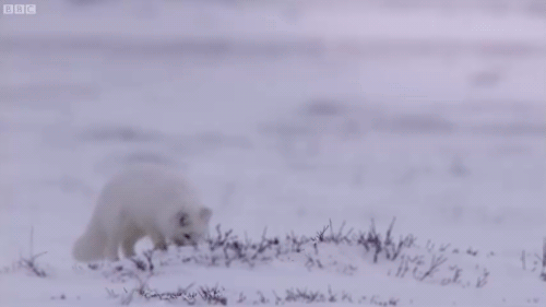 Young Fox Hunting In The Snow - Life Story by BBC