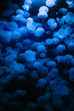 abigail-nunez:  Aquarium of the Bay | Moon Jellies