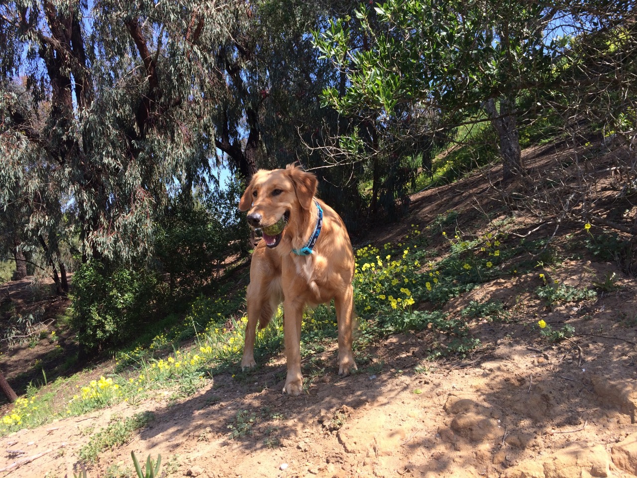 ciaraskellington:  Ditching on Fridays to hang out with dogs should become a thing.