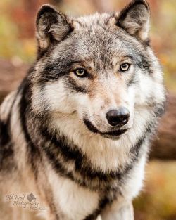 beautiful-wildlife:  Gray Wolf Portrait by © oldwolfphotography  LONEWOLF