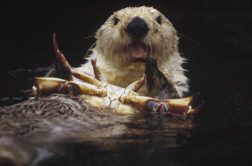 thelovelyseas:Sea Otter (Enhydra lutris) female eating a crab, endangered, North America by Gerry El