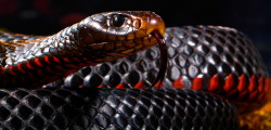 mortem-et-necromantia:   Red belly snake.