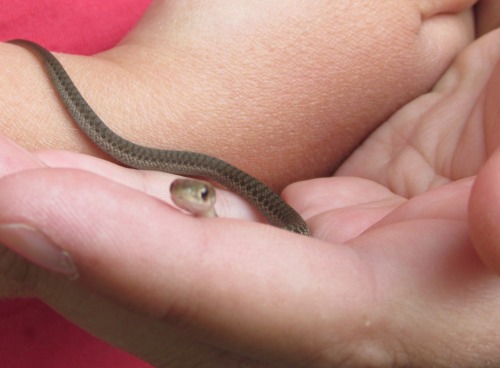 shadowkira:  Baby Northern Water Snake 